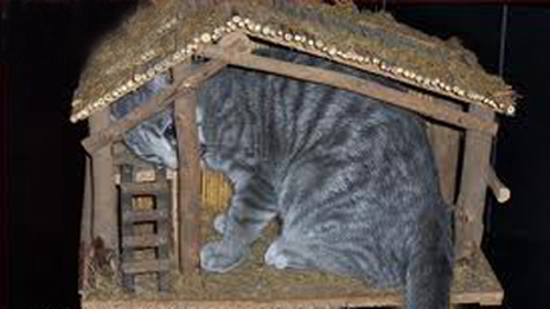 christmas-cat-8-1.jpg