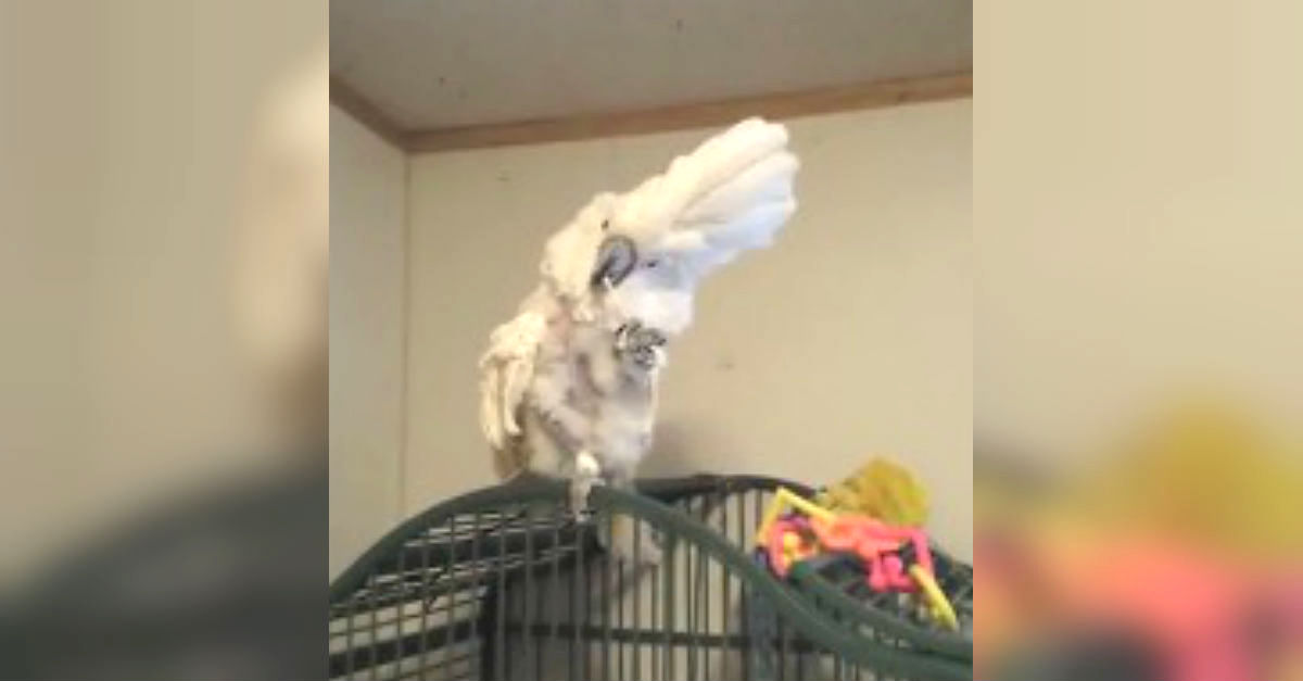 clean cockatoo