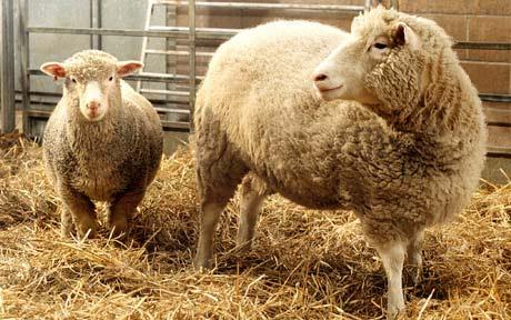 cloned-sheep_1691358c.jpg