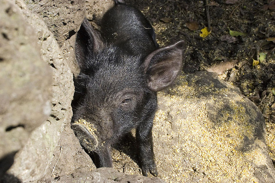 clooney-pet-pig.jpg