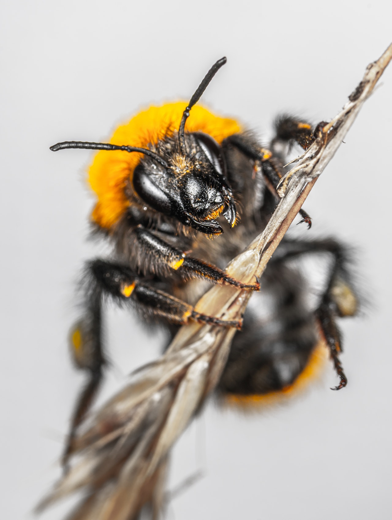 close-up-photo-of-bee-on-stem-3637547.jpg