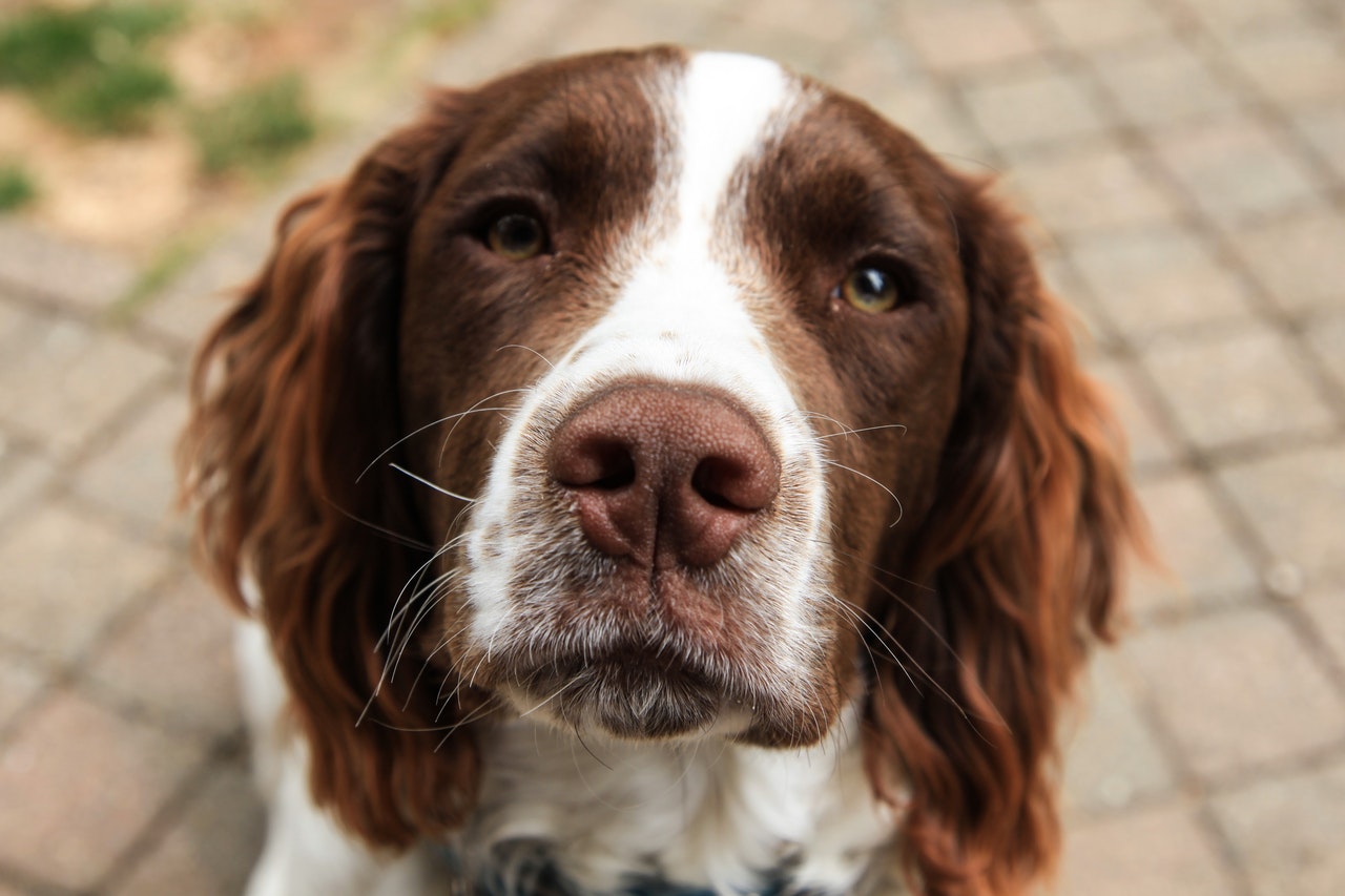 close-up-photography-of-furry-dog-1191000.jpg