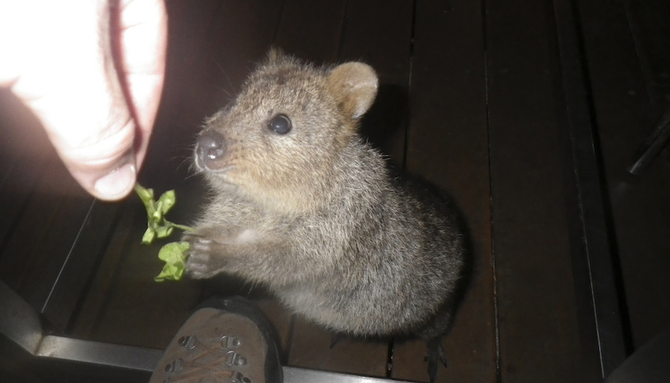 clover-quokka.jpg