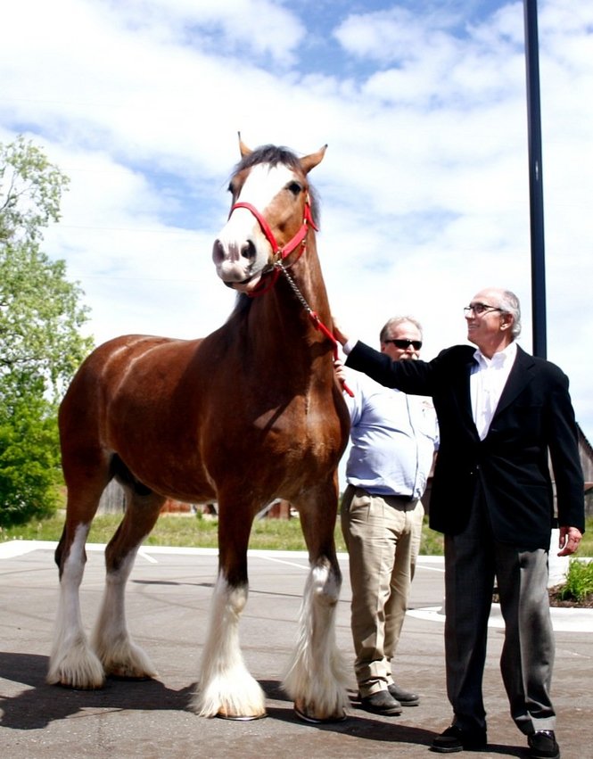 clydesdale-horses-13.jpg