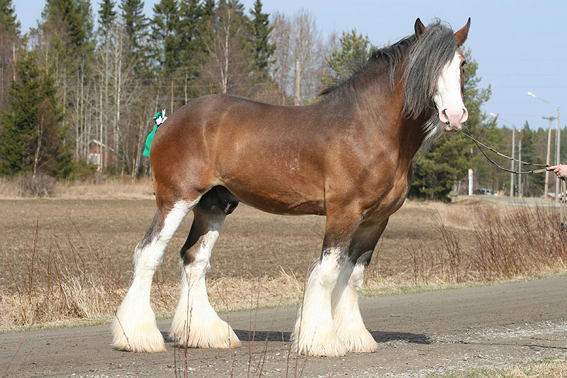 clydesdale-horses-2.jpg