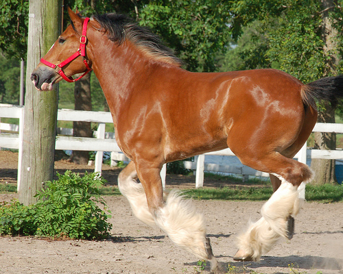 clydesdale-running.jpg