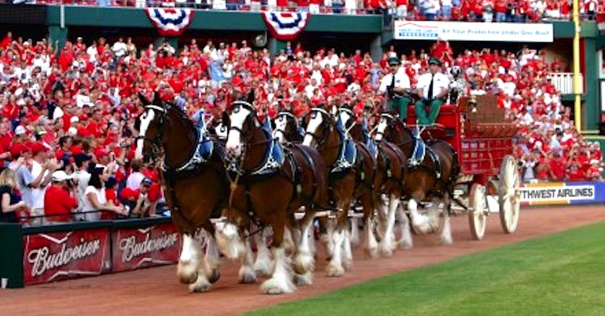 clydesdales