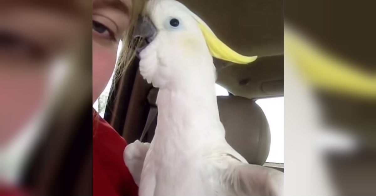 cockatoo