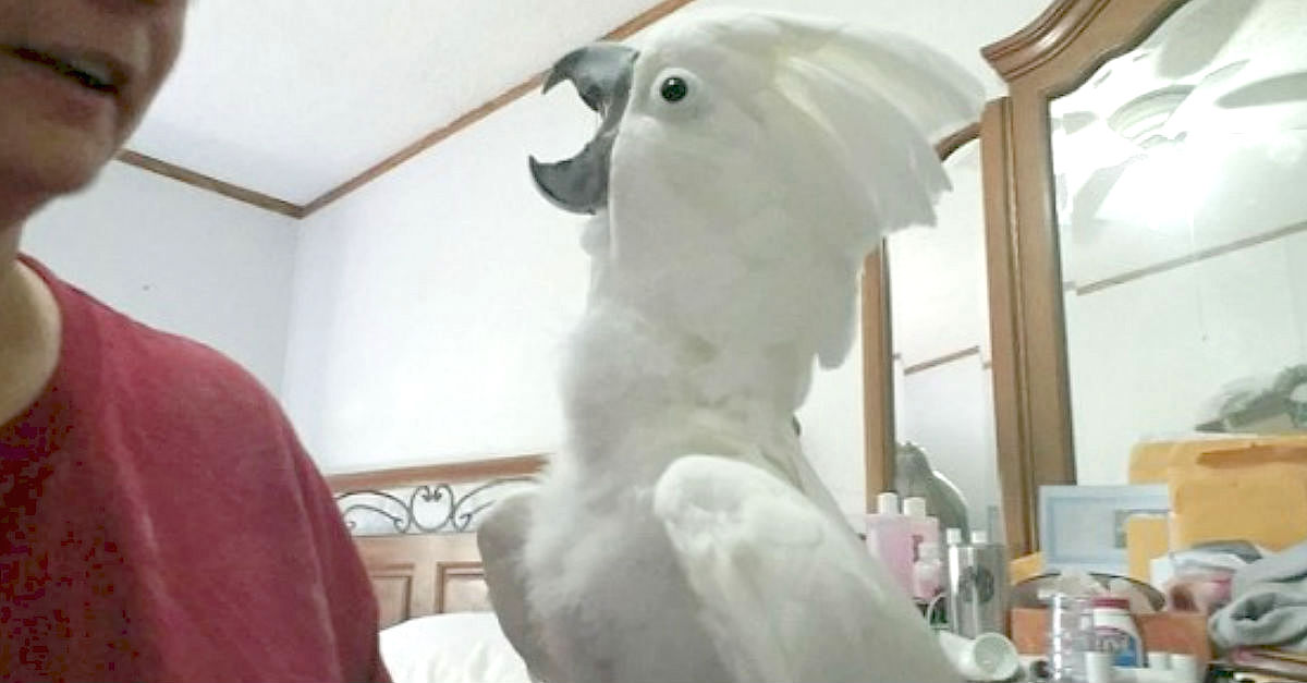 cockatoo peekaboo