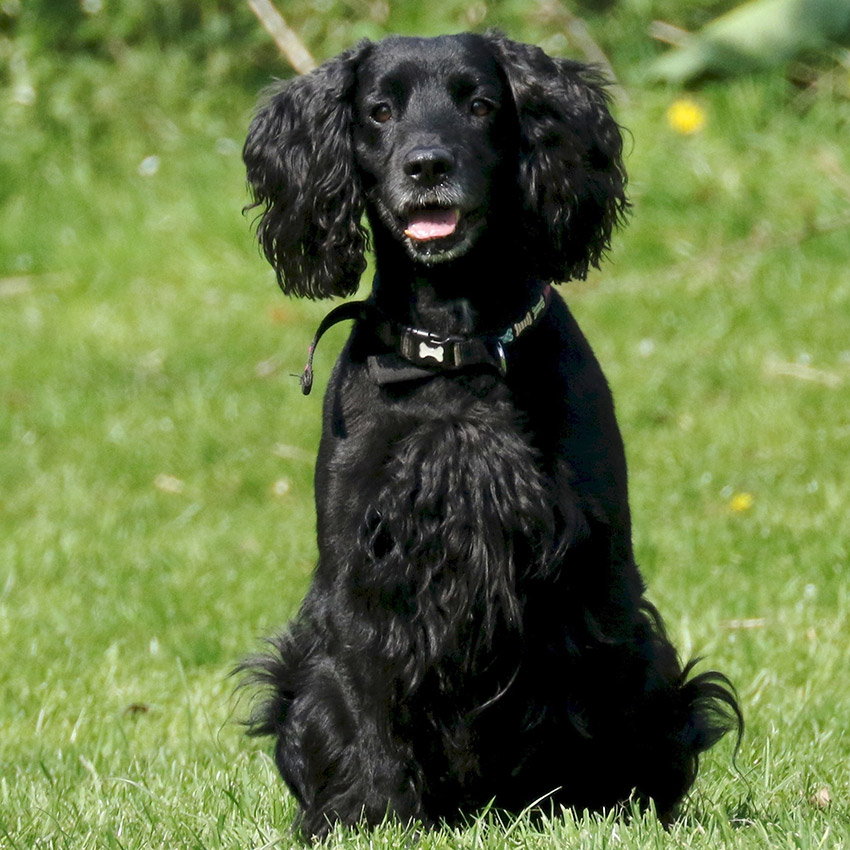 cocker-spaniel-black-dog.jpg