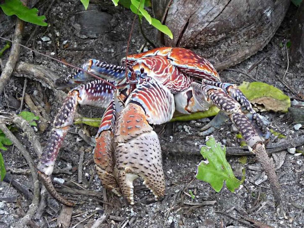 coconut-crab-725x544-1.jpg