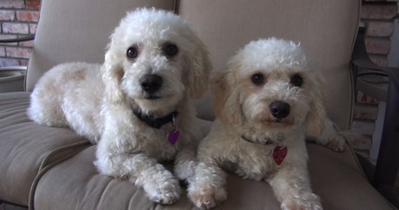 column_elmer-elsie-in-their-foster.jpg