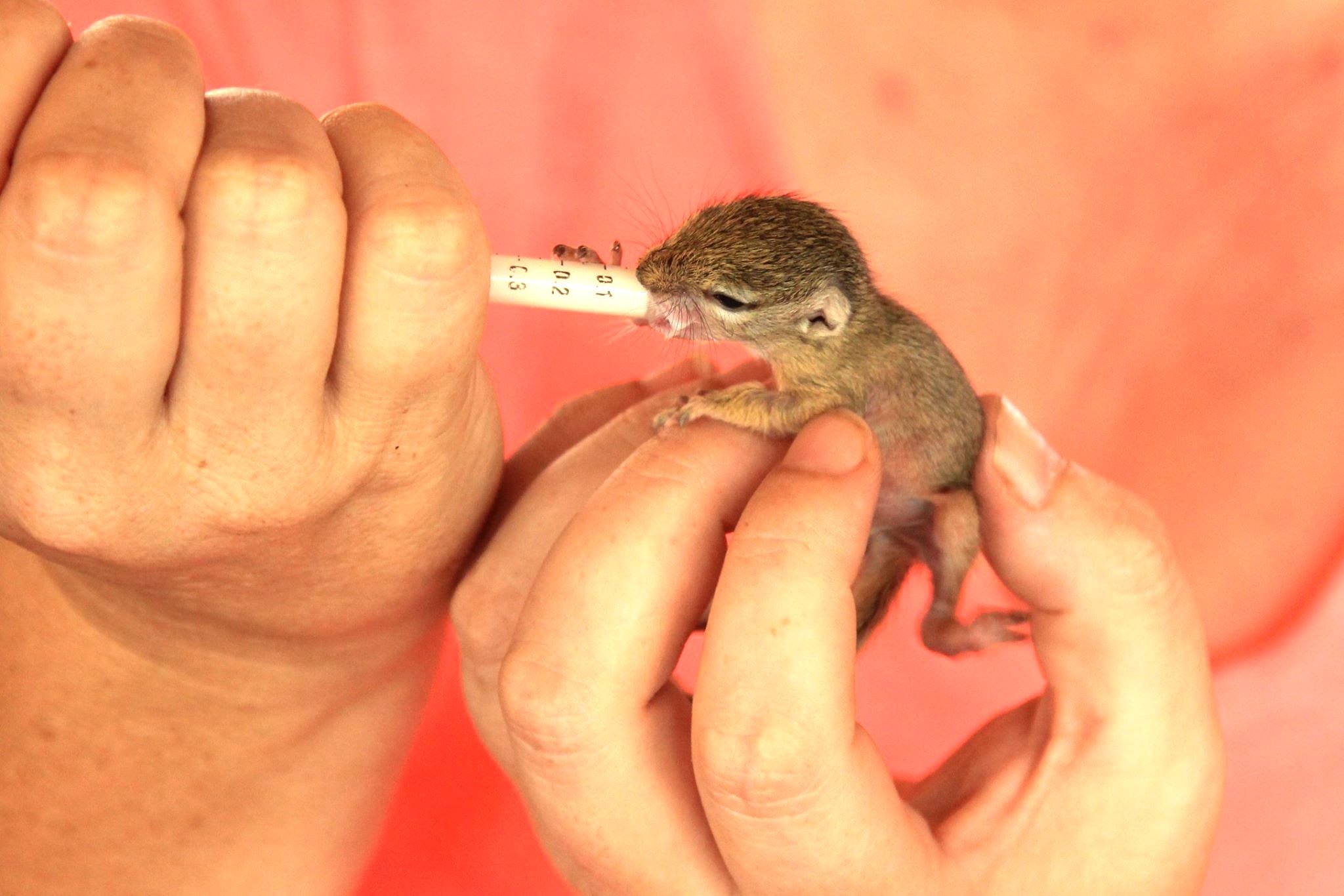 comptonsquirrel_a.jpg