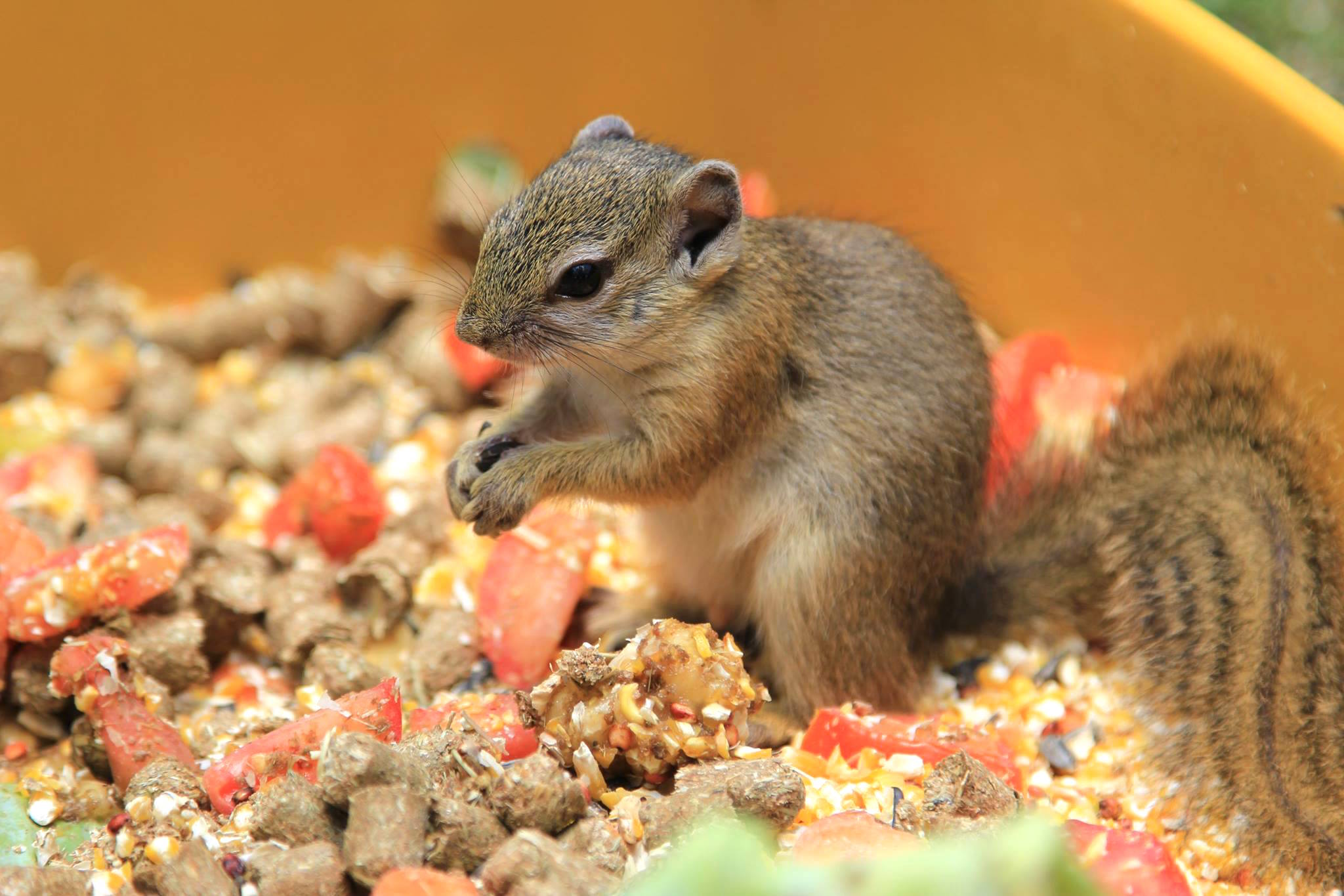 comptonsquirrel_d.jpg