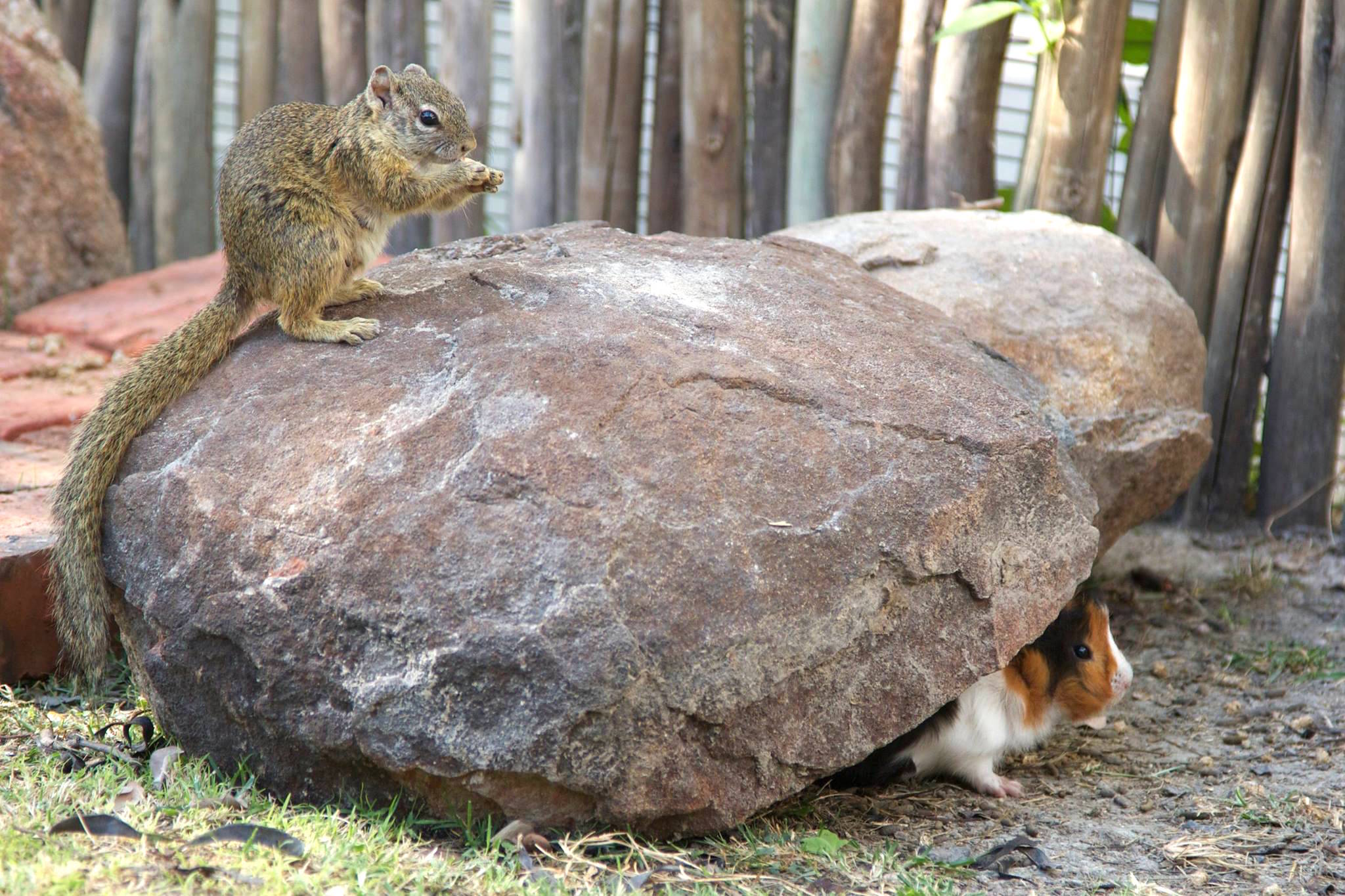 comptonsquirrel_e.jpg