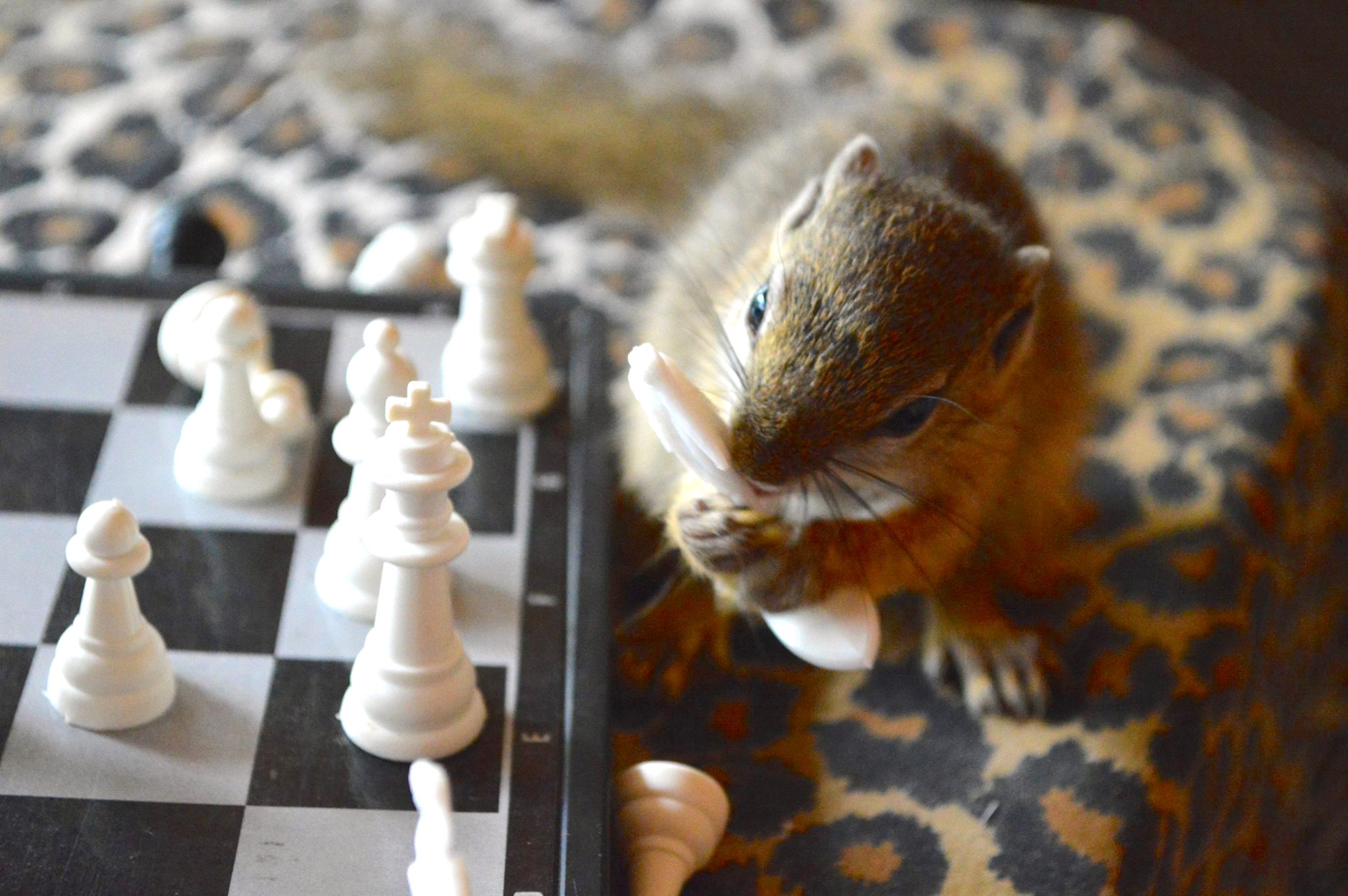comptonsquirrel_f.jpg