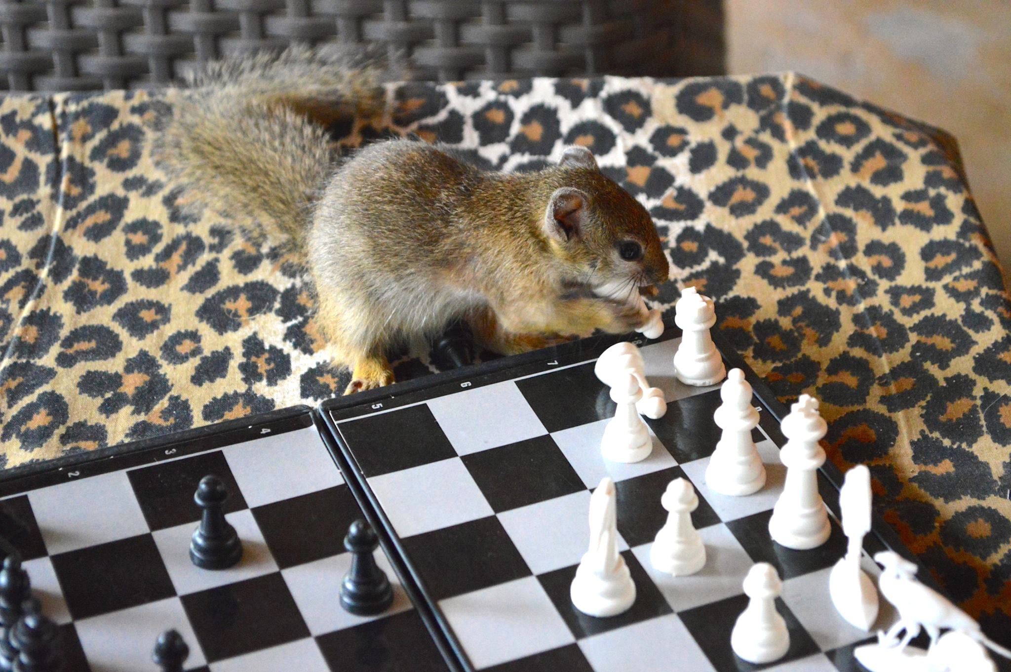comptonsquirrel_g.jpg