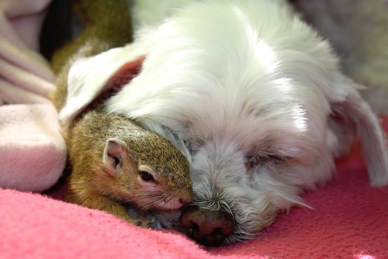 comptonsquirrel_h.jpg