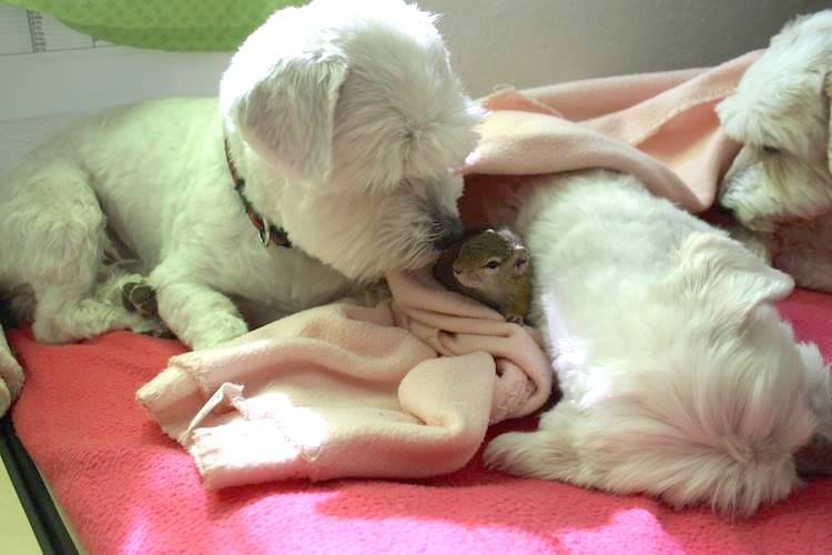 comptonsquirrel_j.jpg