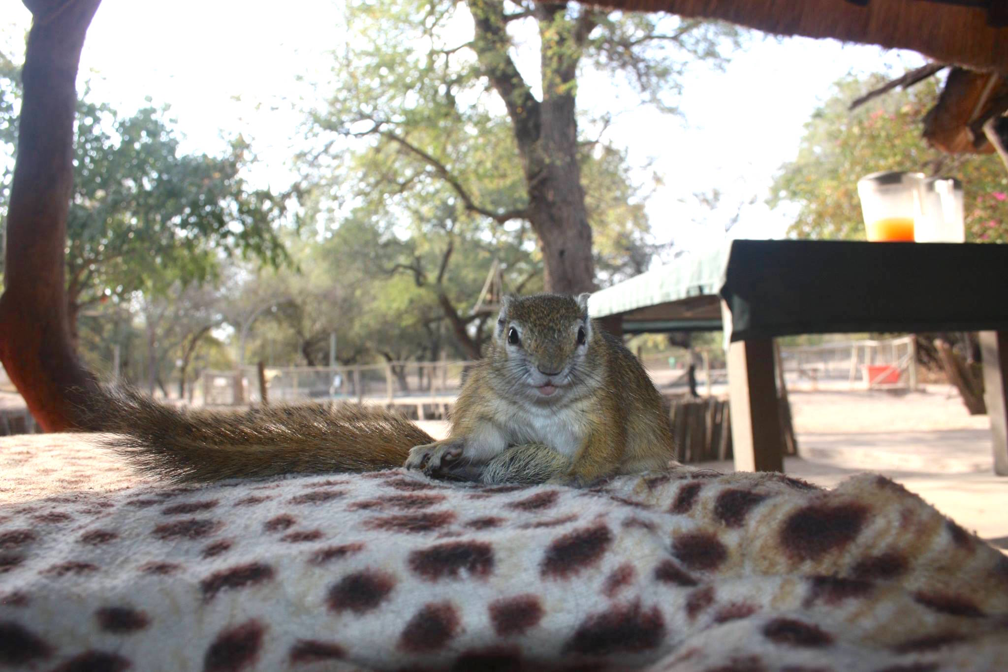 comptonsquirrel_k.jpg