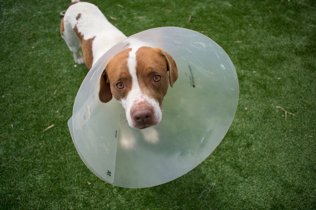 coneofshame.jpg coneofshame.jpg