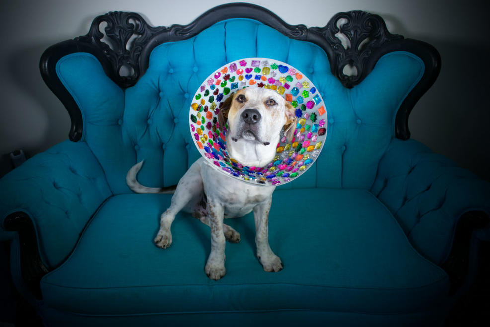 cones_of_fame_2.jpg