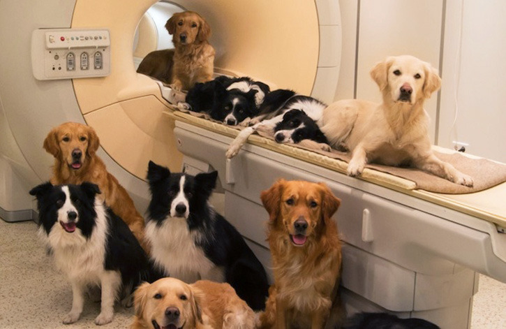 content_Photo-by-Borbala-Ferenczy.-Dogs-with-the-Brain-Scanner-at-the-MRI-Research-Center-in-Budapest.jpg