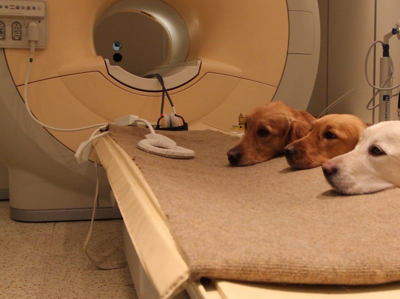 content_c3_Photo_by_Borbala_Ferenczy._Dogs_with_the_Brain_Scanner_at_the_MRI_Research_Center_in_Budapest.jpg