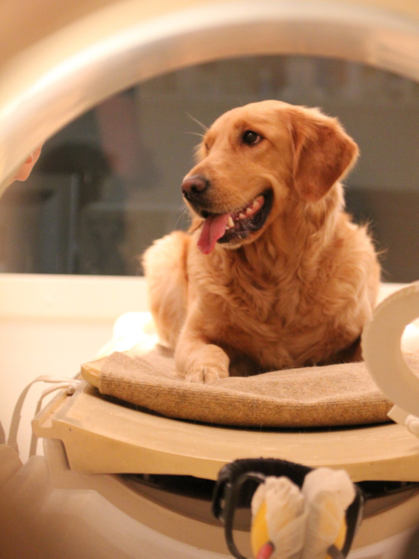 content_c5-Photo-by-Eniko-Kubinyi.-Dog-in-fMRI-scanner.jpg