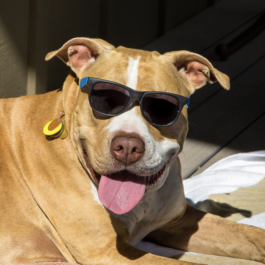 cool-dog-names-five.jpg