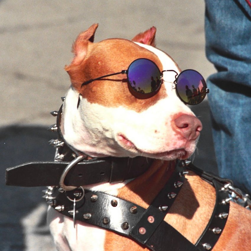 cool-dog-names-one.jpg