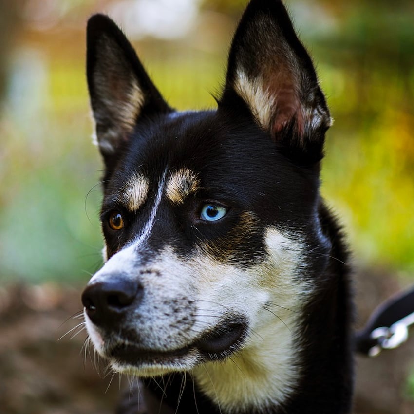 cool-dog-names-six.jpg cool-dog-names-six.jpg