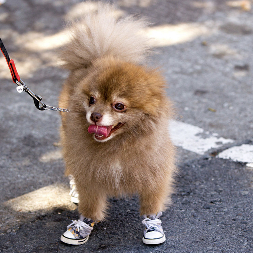 cool-dog-names-three.jpg