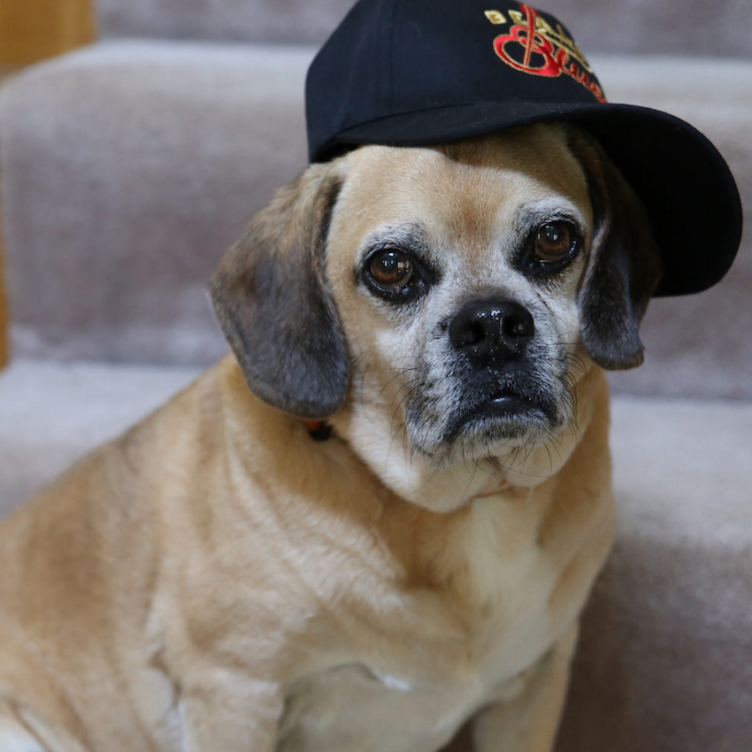 cool-dog-names-two.jpg