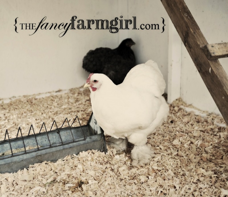 coop-51-1024x885-1.jpg