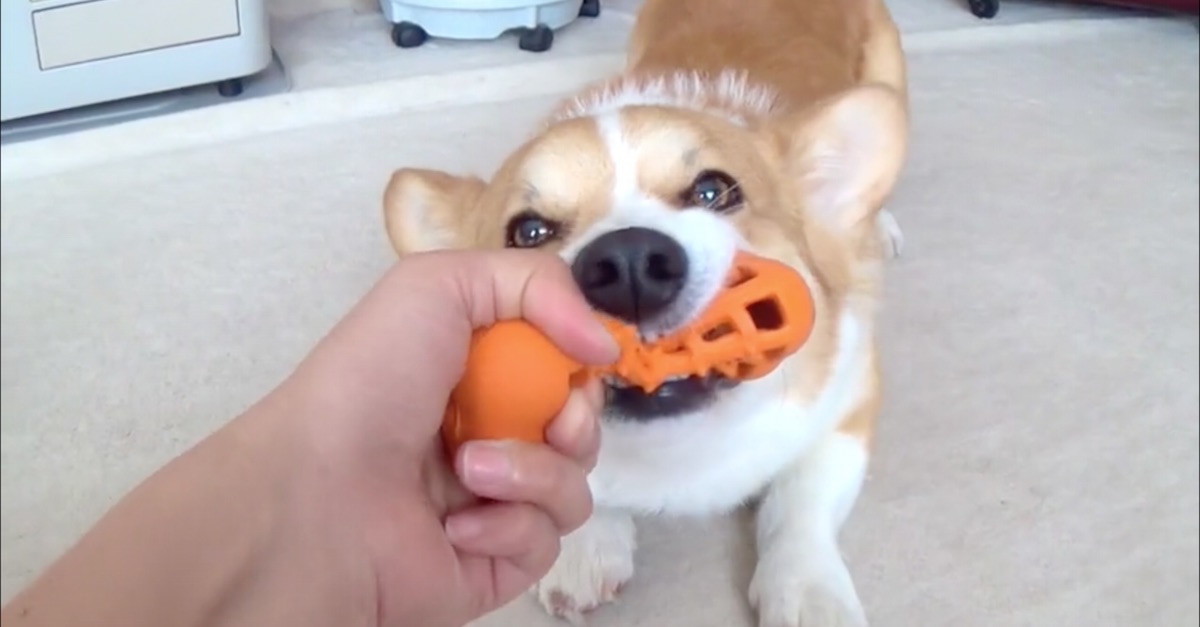 corgi