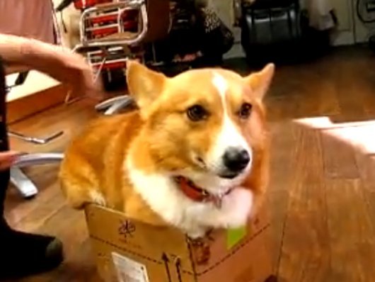 corgi-in-a-box.jpg