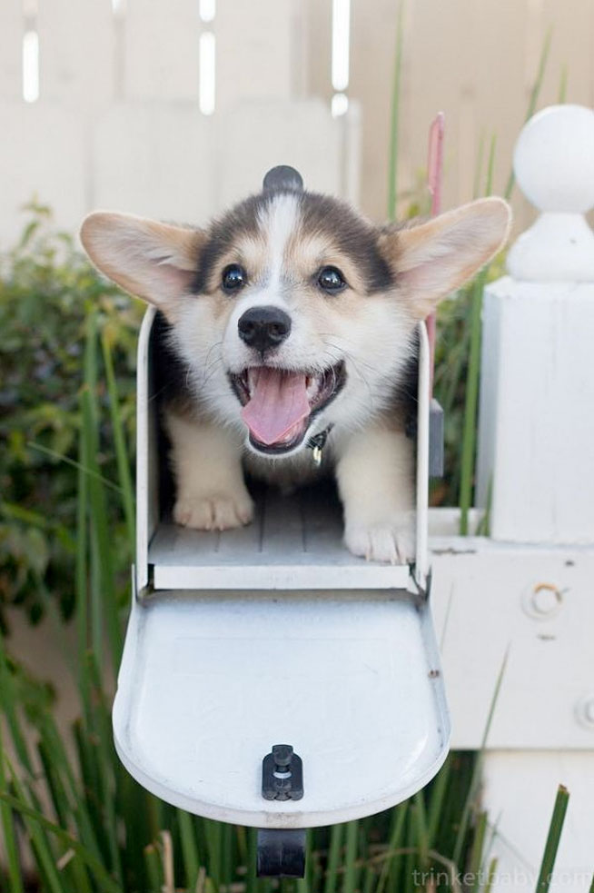 corgi-mail.jpg