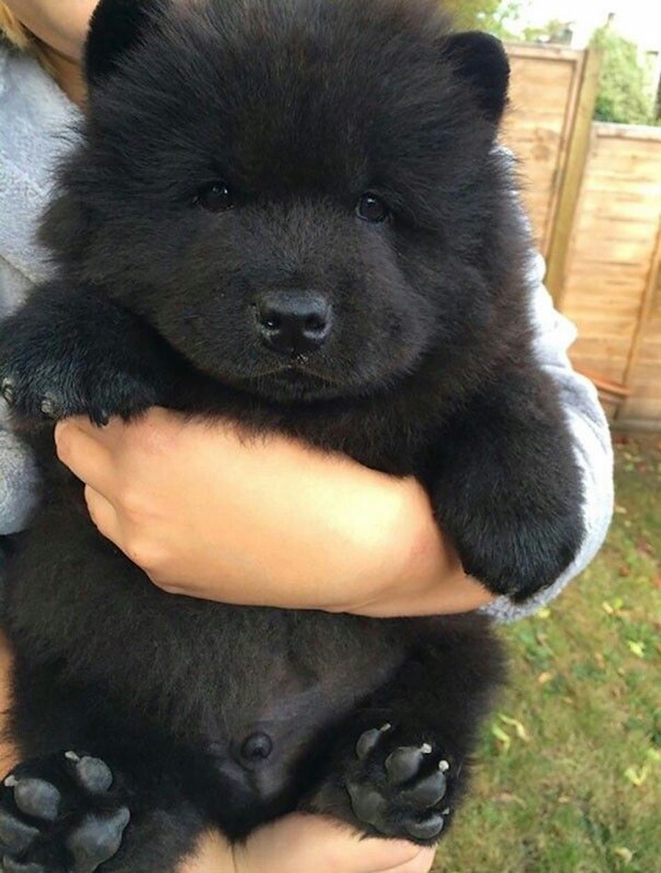 corgi-newfoundland.jpg corgi-newfoundland.jpg