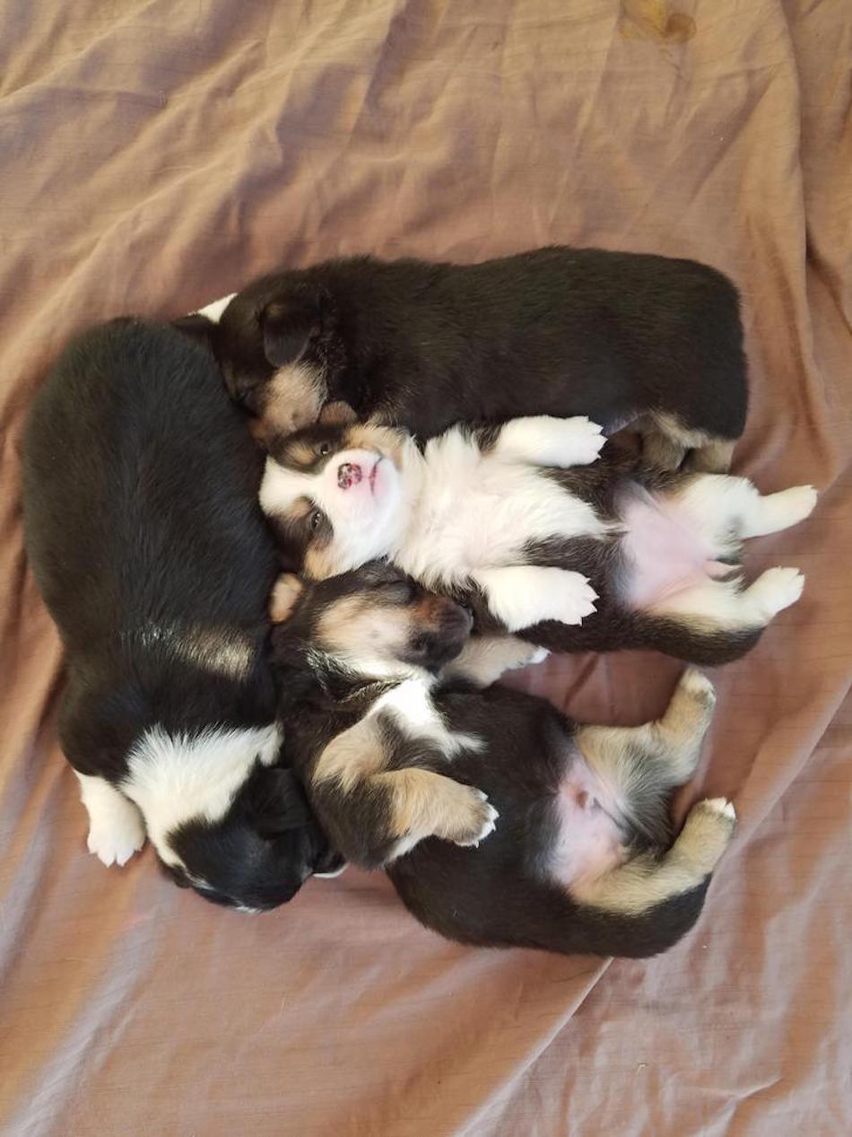 corgi.jpg corgi.jpg