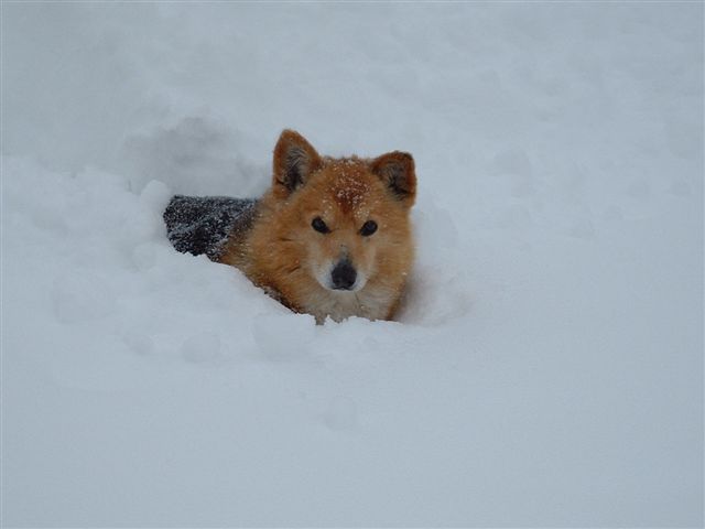 corgied.jpeg