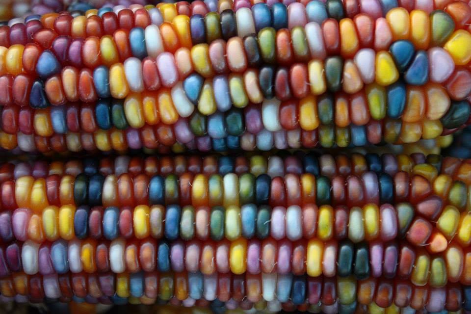 corn-8.jpg