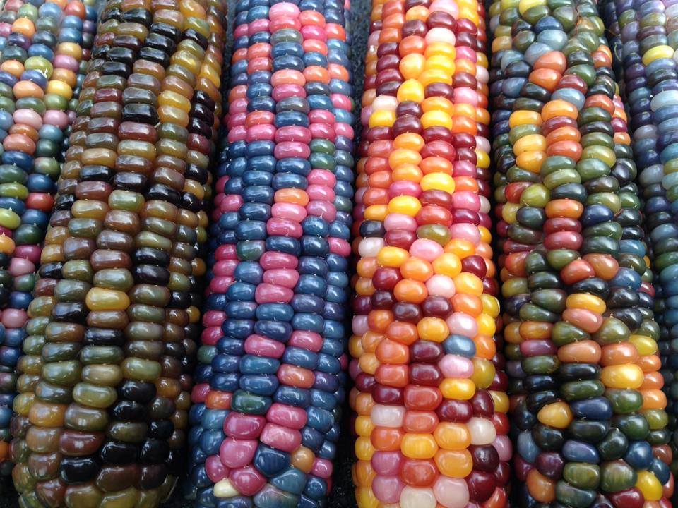 corn-9.jpg