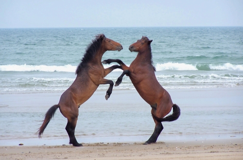 corolla-wild-horses.jpg