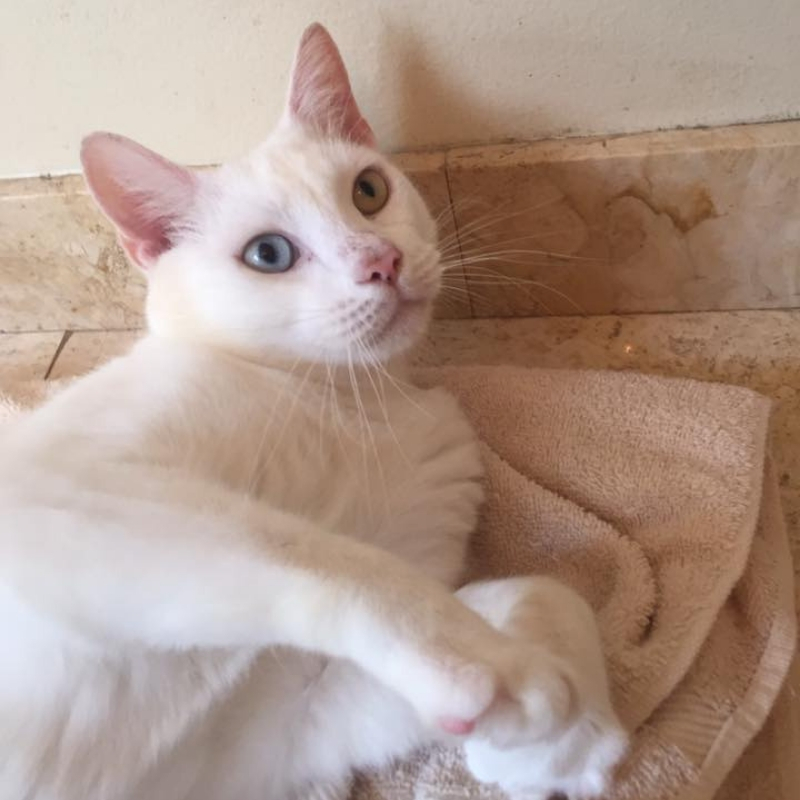 cotton9.jpg