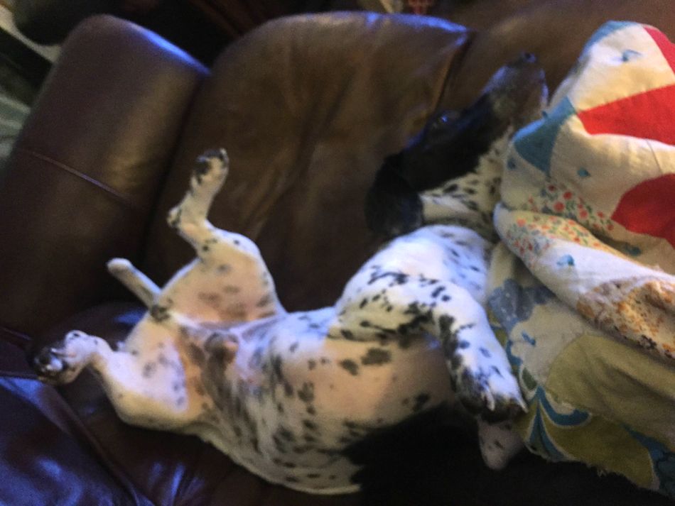 couch-2.jpg
