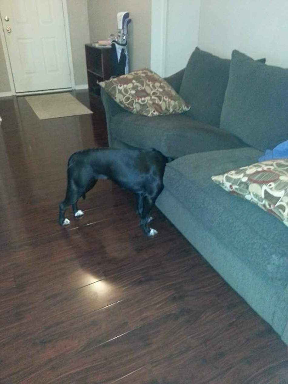 couch-again.jpg
