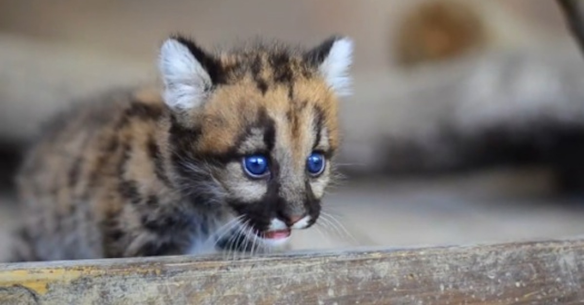 cougar cubs Animal World and Snake Farm Zoo