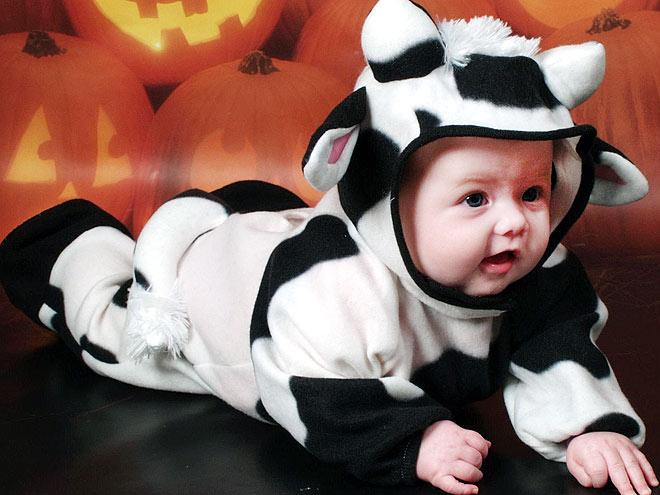 cow-2-660.jpg
