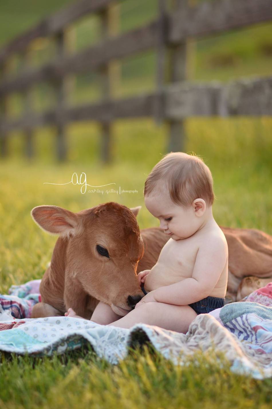 cow-baby-1.jpg